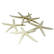 Load image into Gallery viewer, LADY FINGER STARFISH(5/PK)
