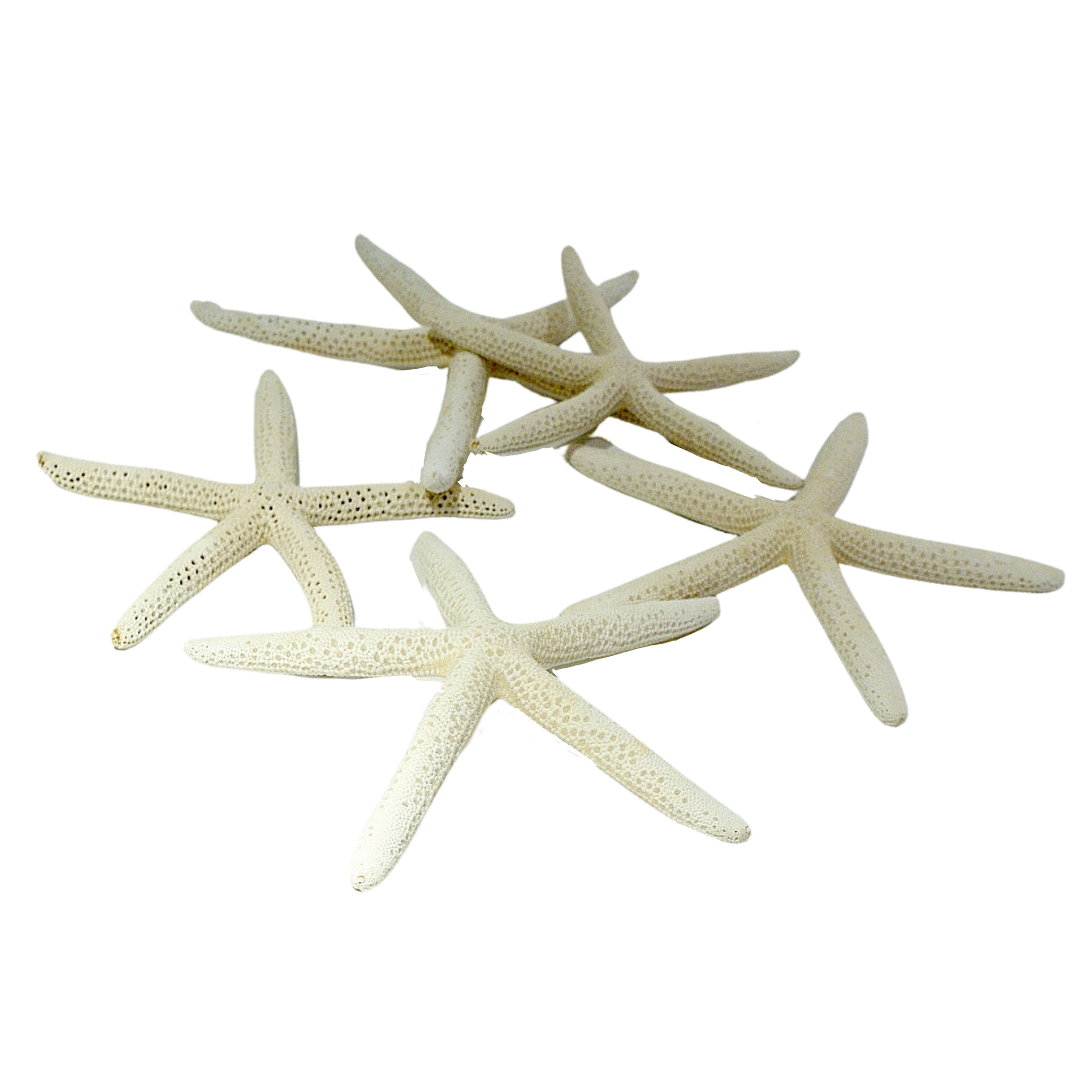 LADY FINGER STARFISH(5/PK)